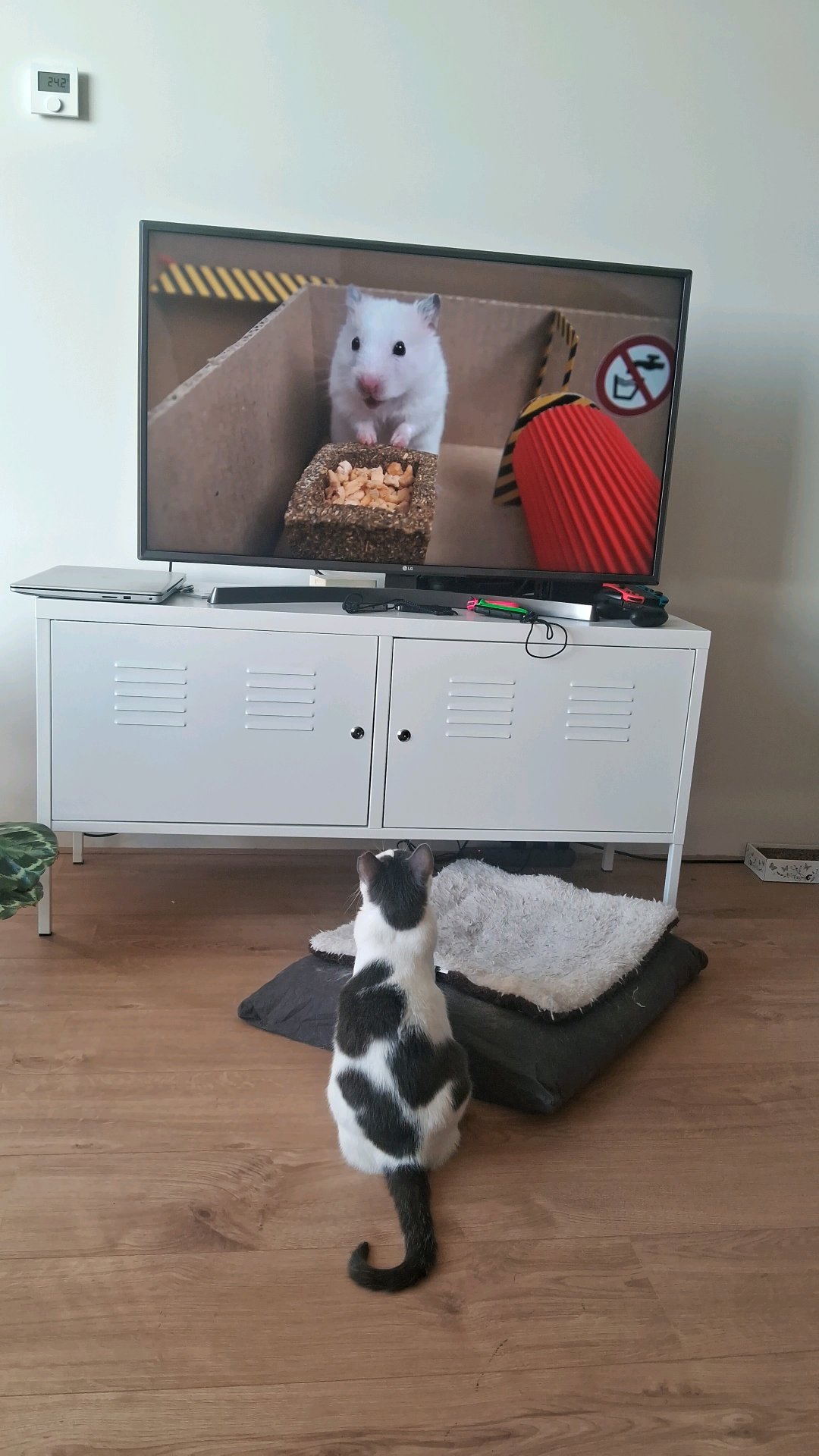 Jai, pet sitter in Stuttgart, photo 3