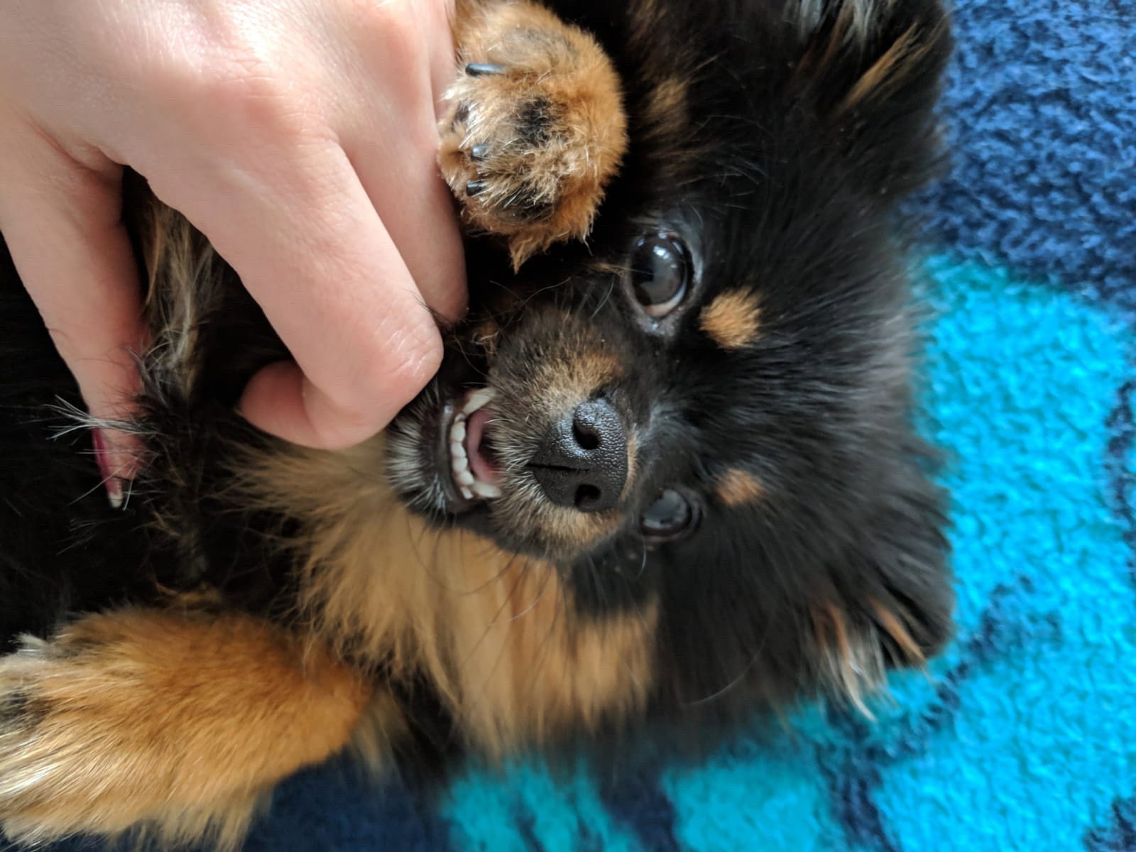 Isabella, pet sitter in Lahr, photo 4