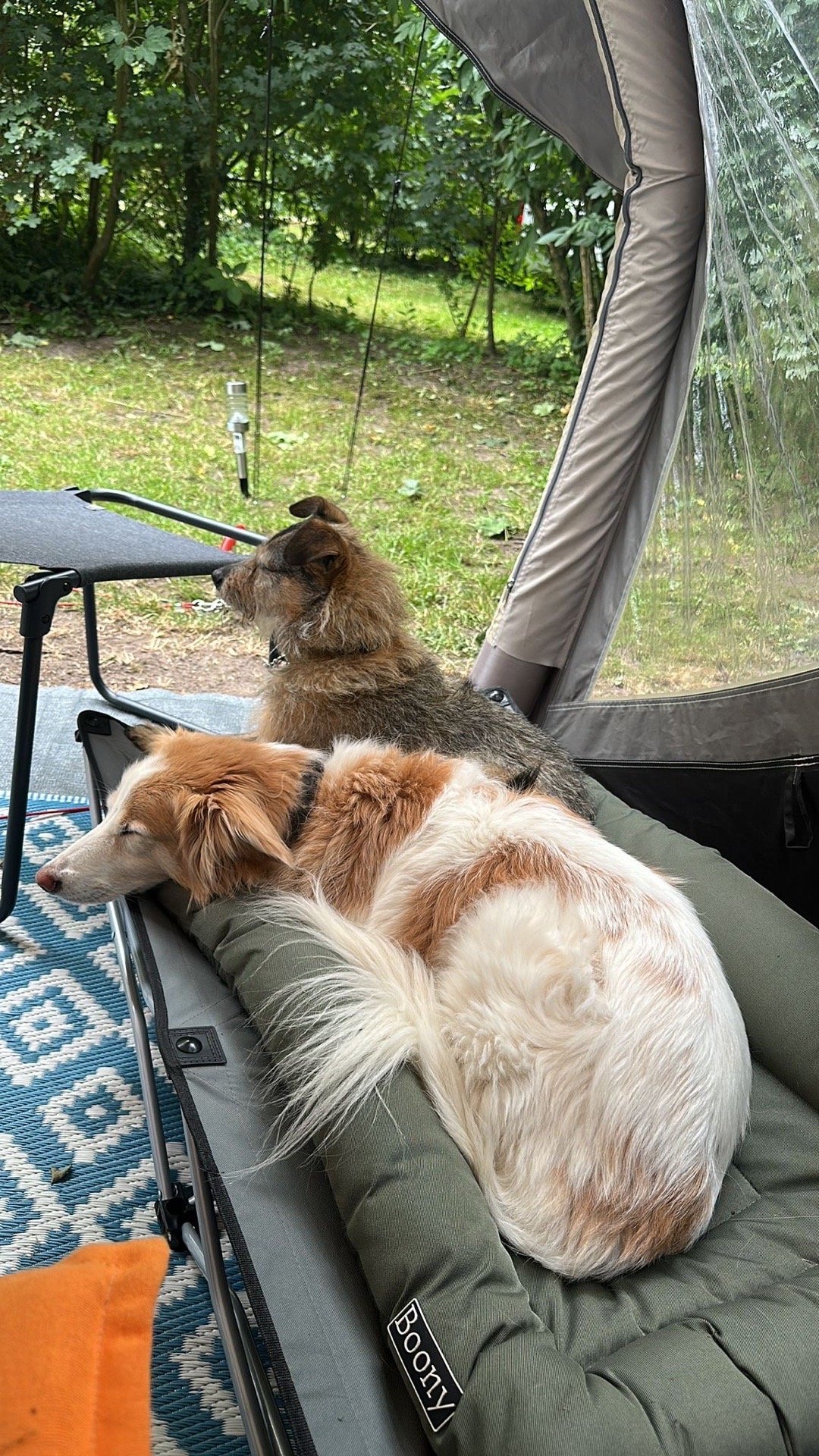 Mirjam, pet sitter in Zieuwent, photo 4