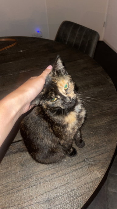 Femke, pet sitter in Hoogerheide, photo 1