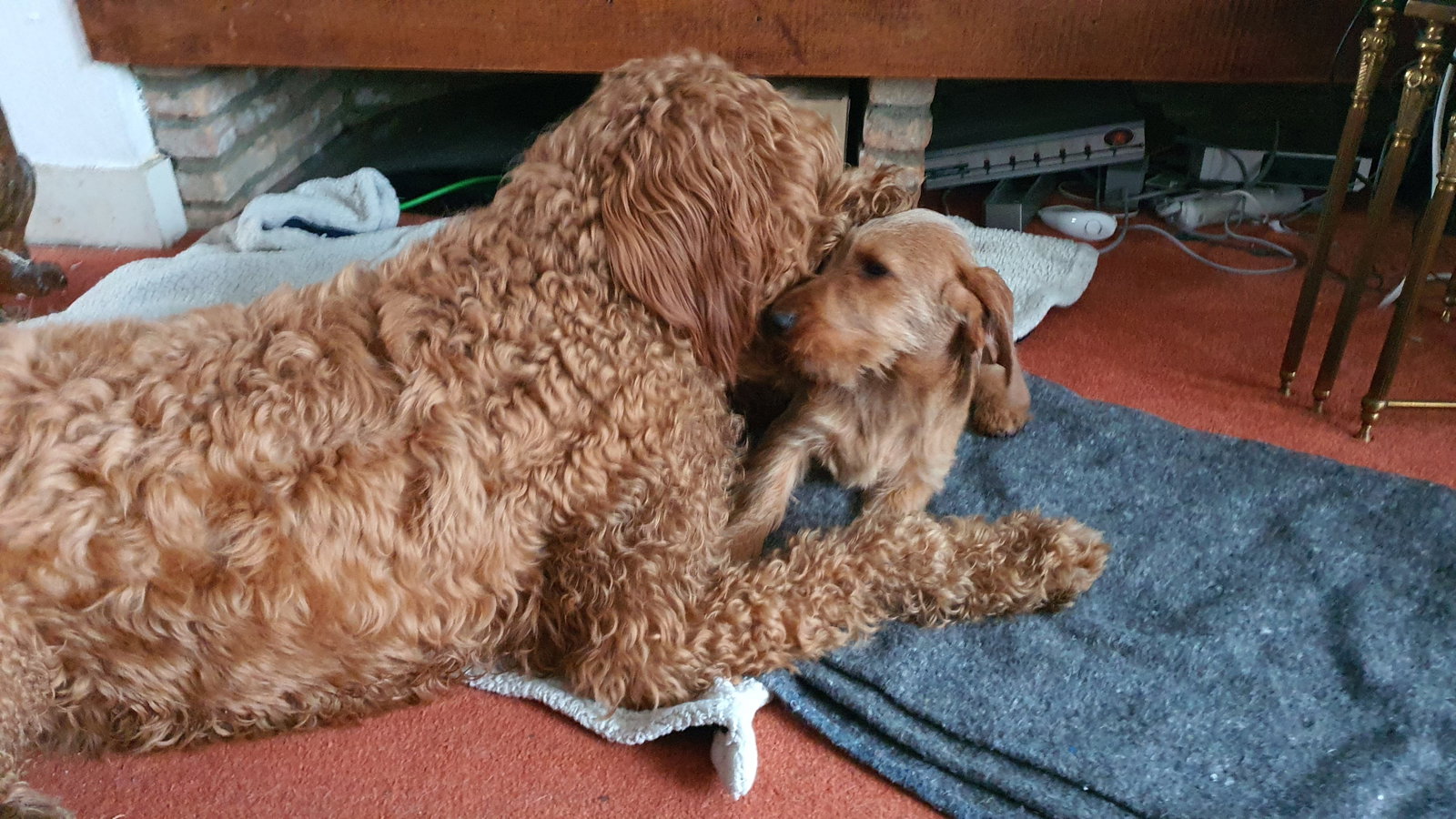 Filine, pet sitter in Voorburg, photo 3
