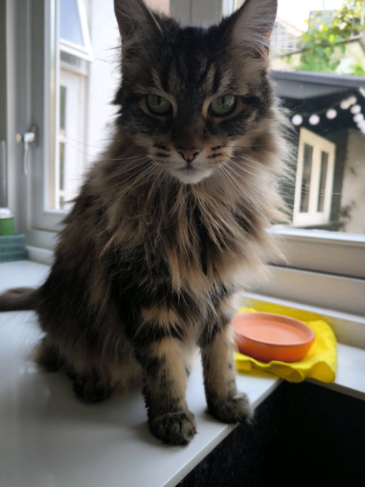 Esmeralda, pet sitter in Gouda, photo 3