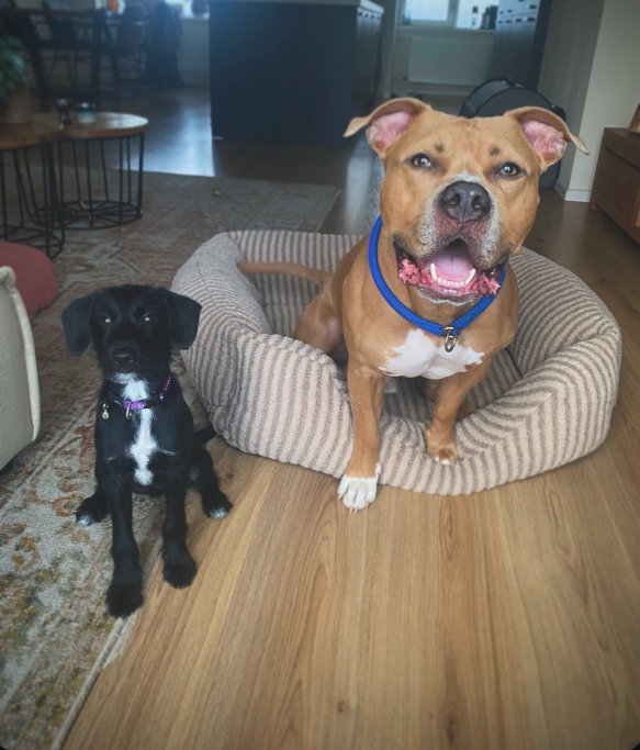 Sofie, pet sitter in Rotterdam, photo 5