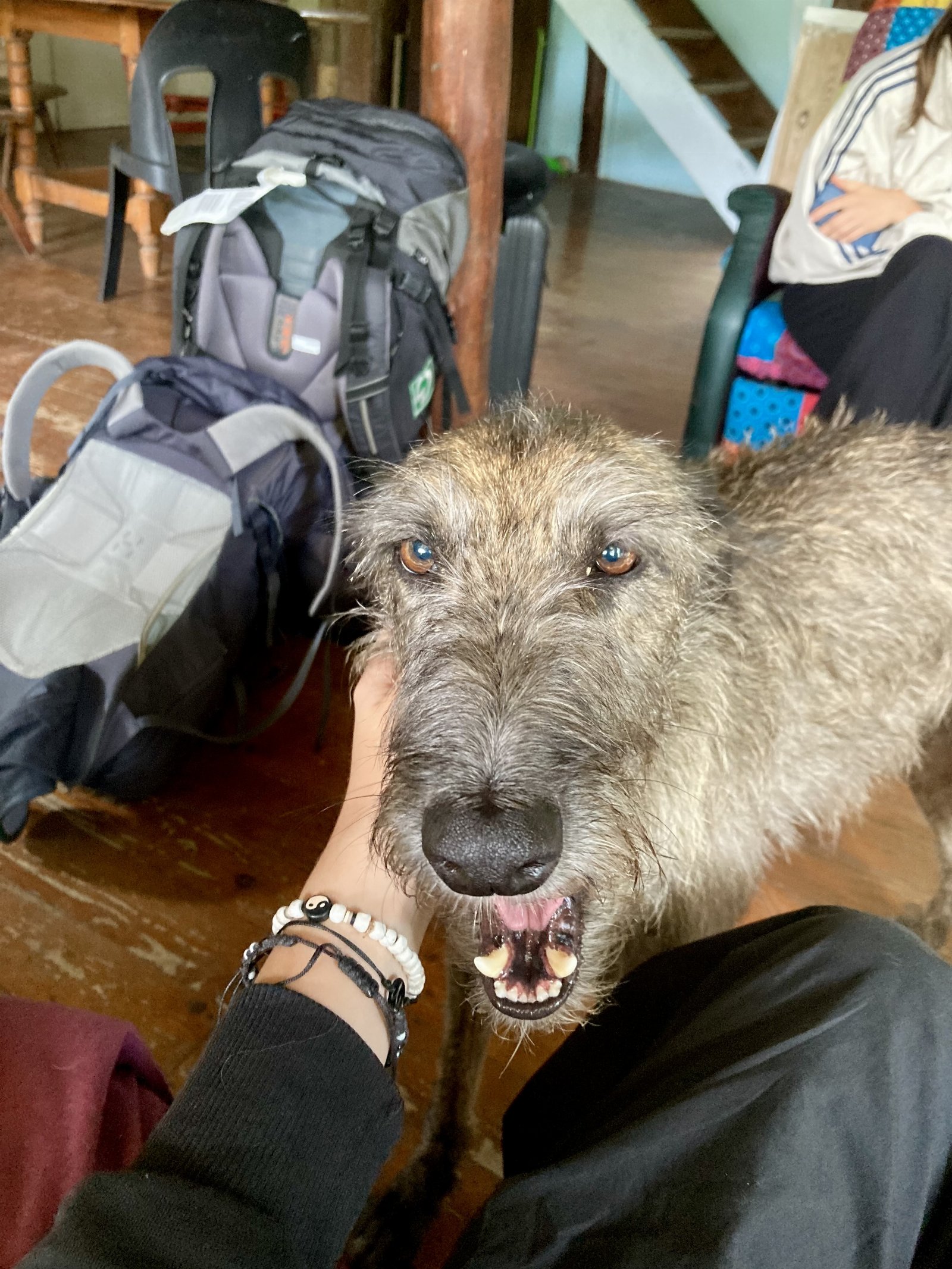 Jess, pet sitter in Rotterdam, photo 2