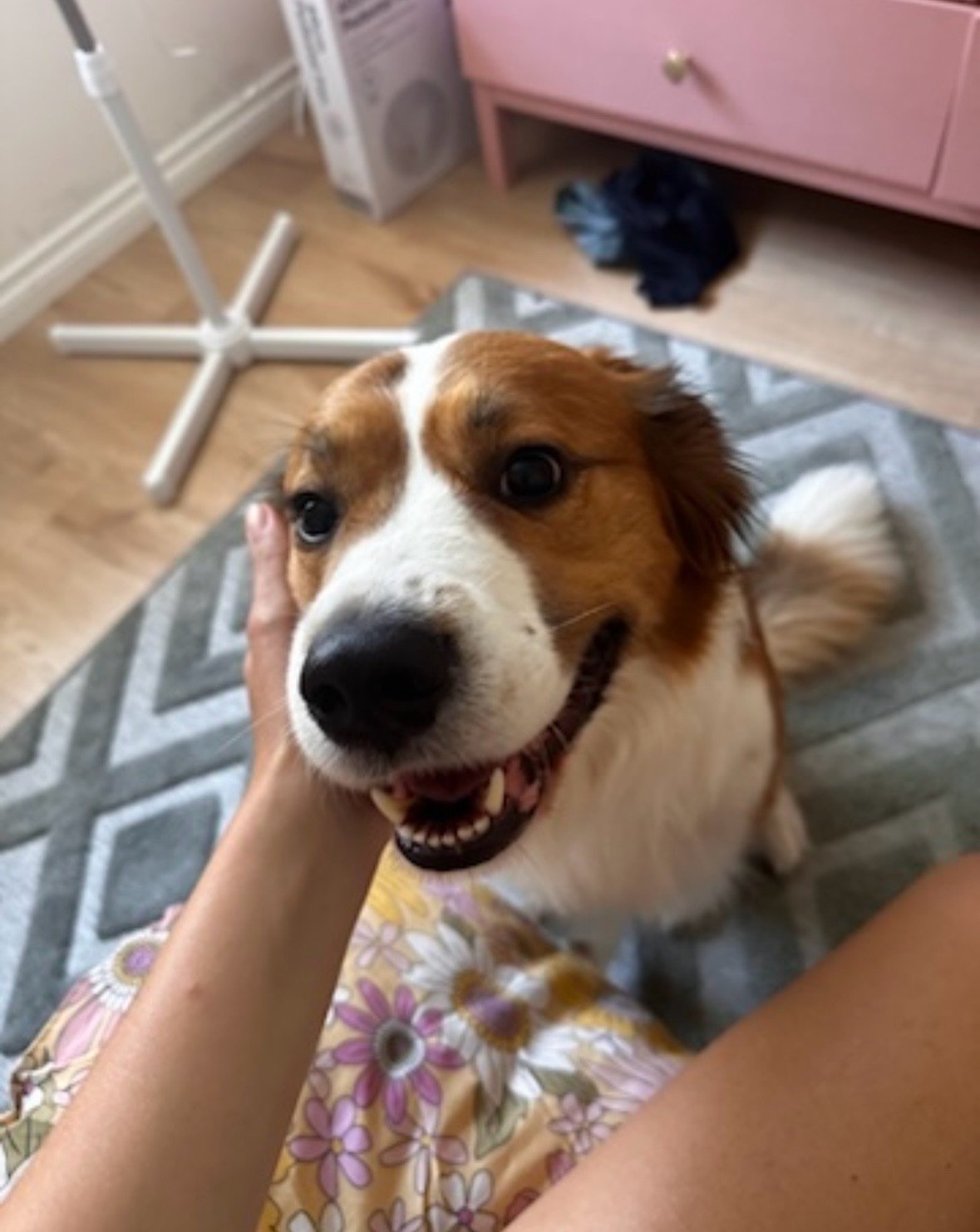 Caro, pet sitter in kerkrade, photo 1
