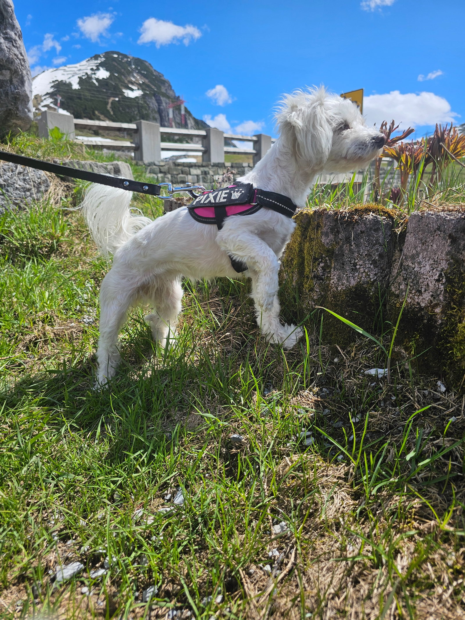 Melissa, pet sitter in Maren Kessel, photo 2
