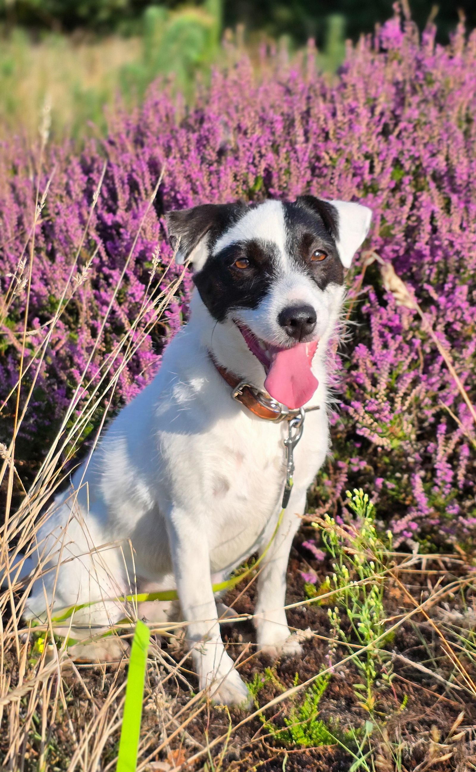 Ilya, pet sitter in Doesburg, photo 4