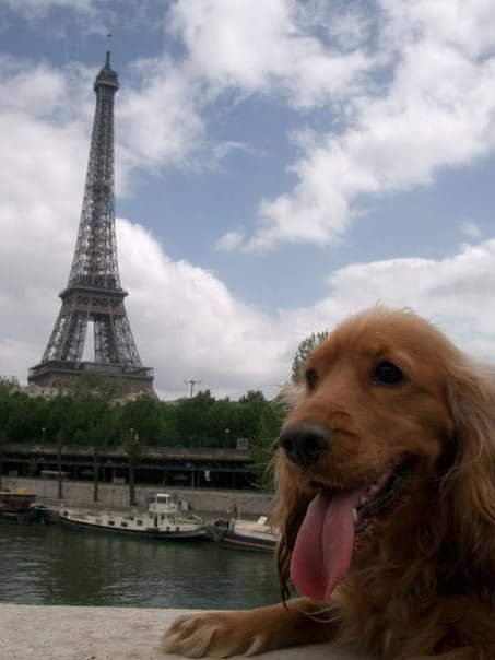 Joanne, pet sitter in Eindhoven, photo 1