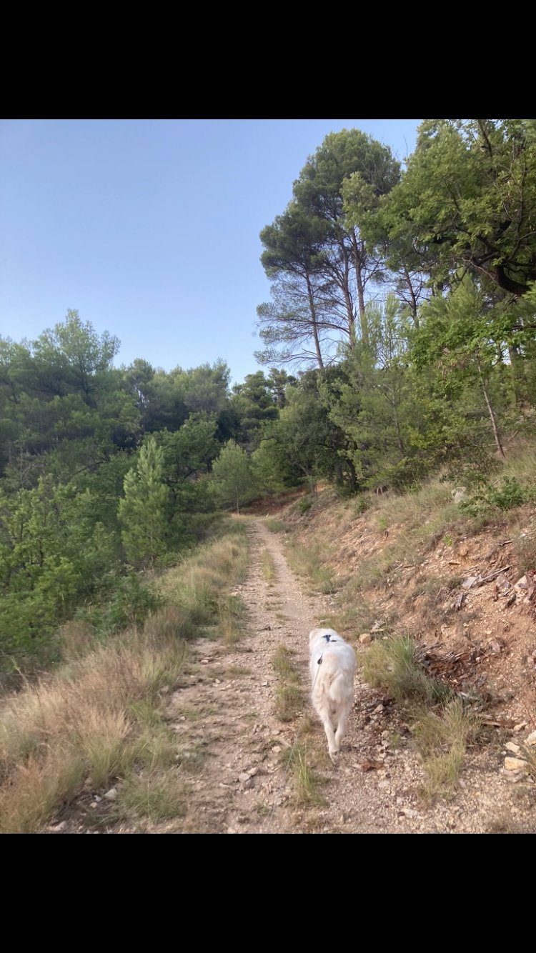 Anoushka, pet sitter in Diemen, photo 4