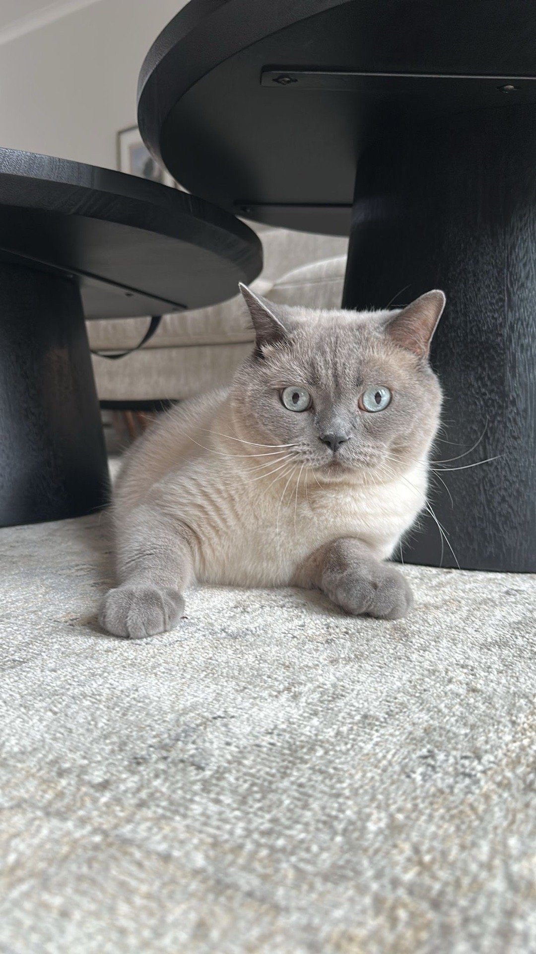 Dilek Nur, pet sitter in Helmond, photo 3