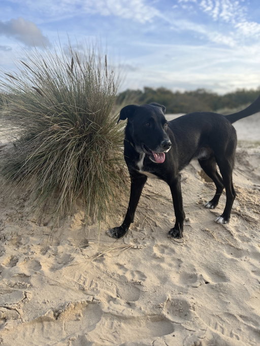 Mats, pet sitter in Hoorn, photo 4