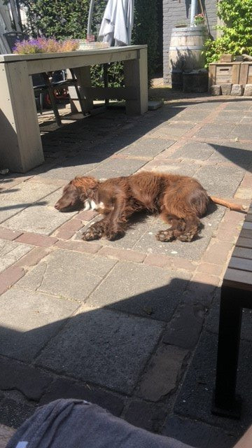 Merel, pet sitter in Eindhoven, photo 4