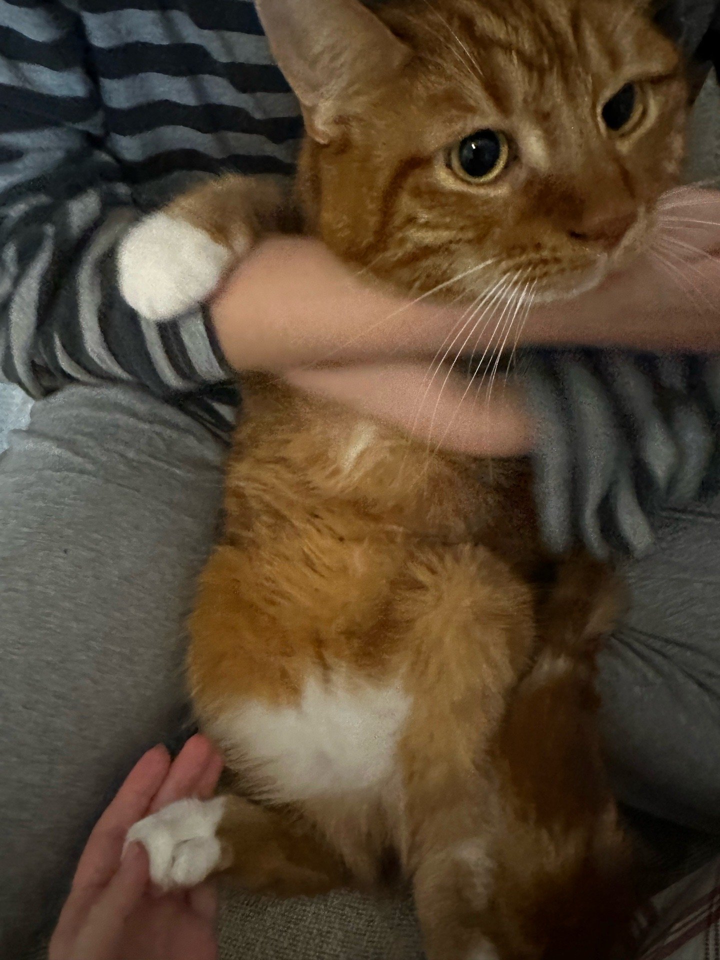 Yuqi, pet sitter in Wageningen, photo 3