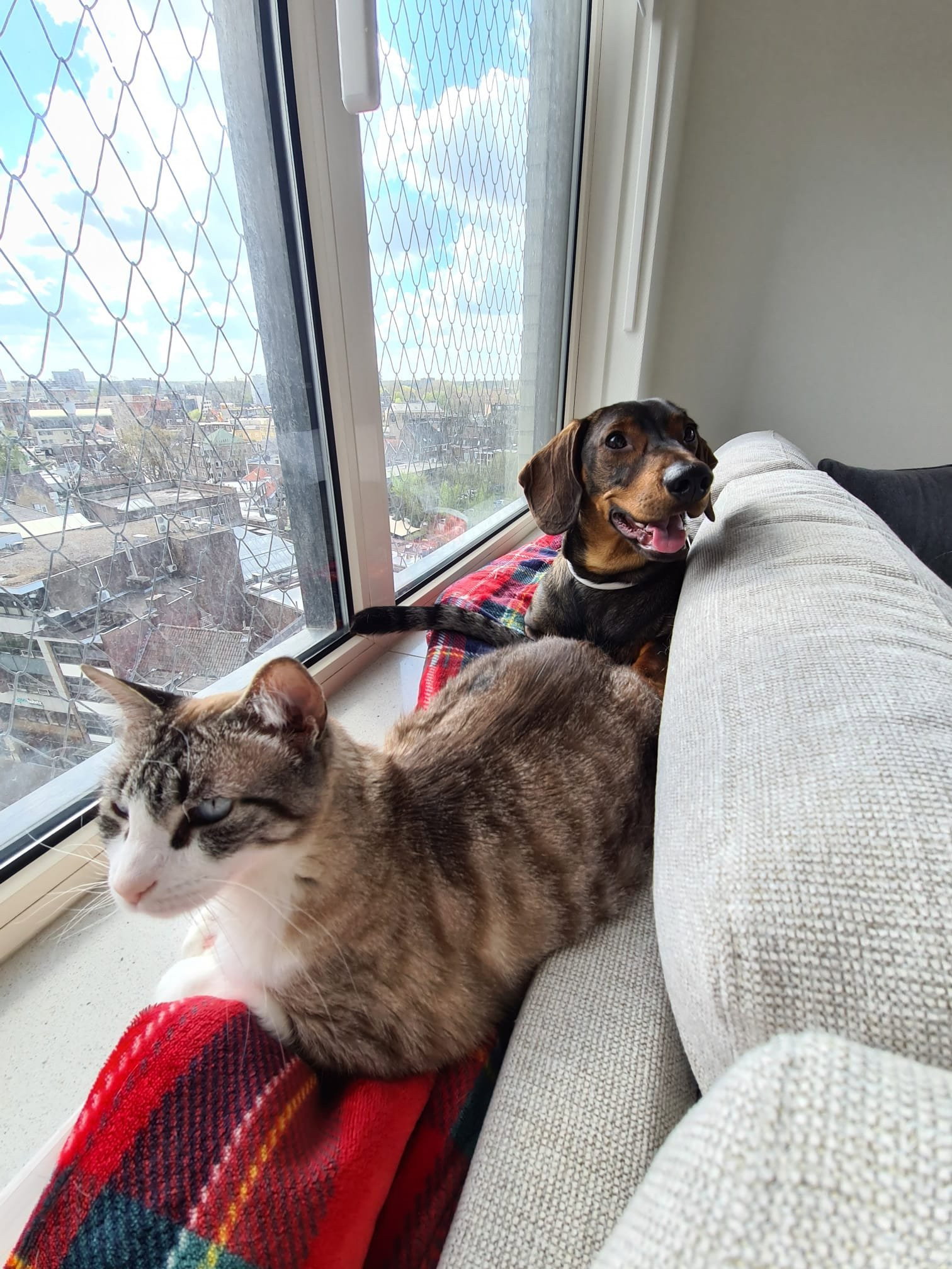 Ines, pet sitter in Zaandam, photo 4