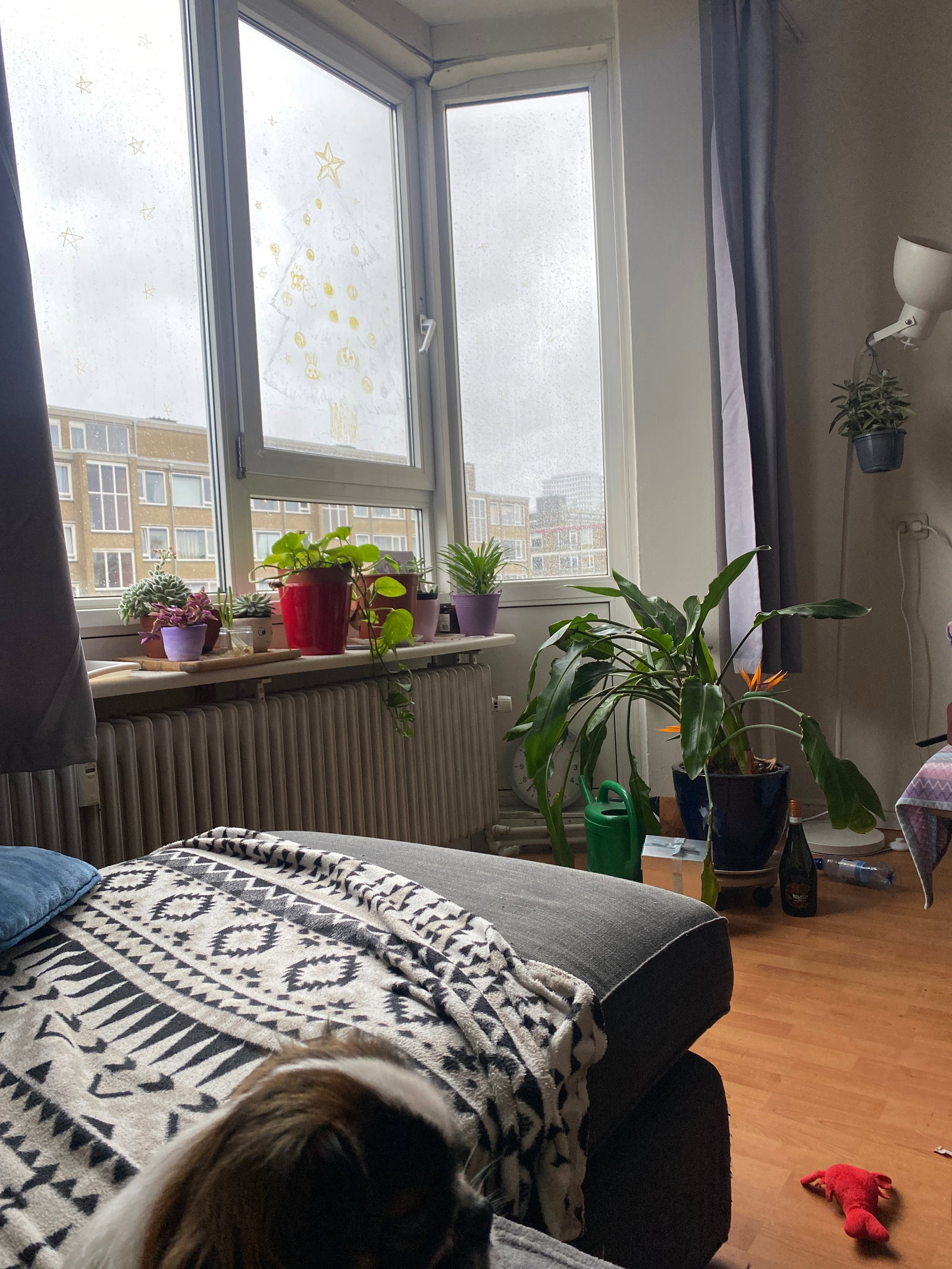 Iva, dierenoppas in Katwijk, foto 2