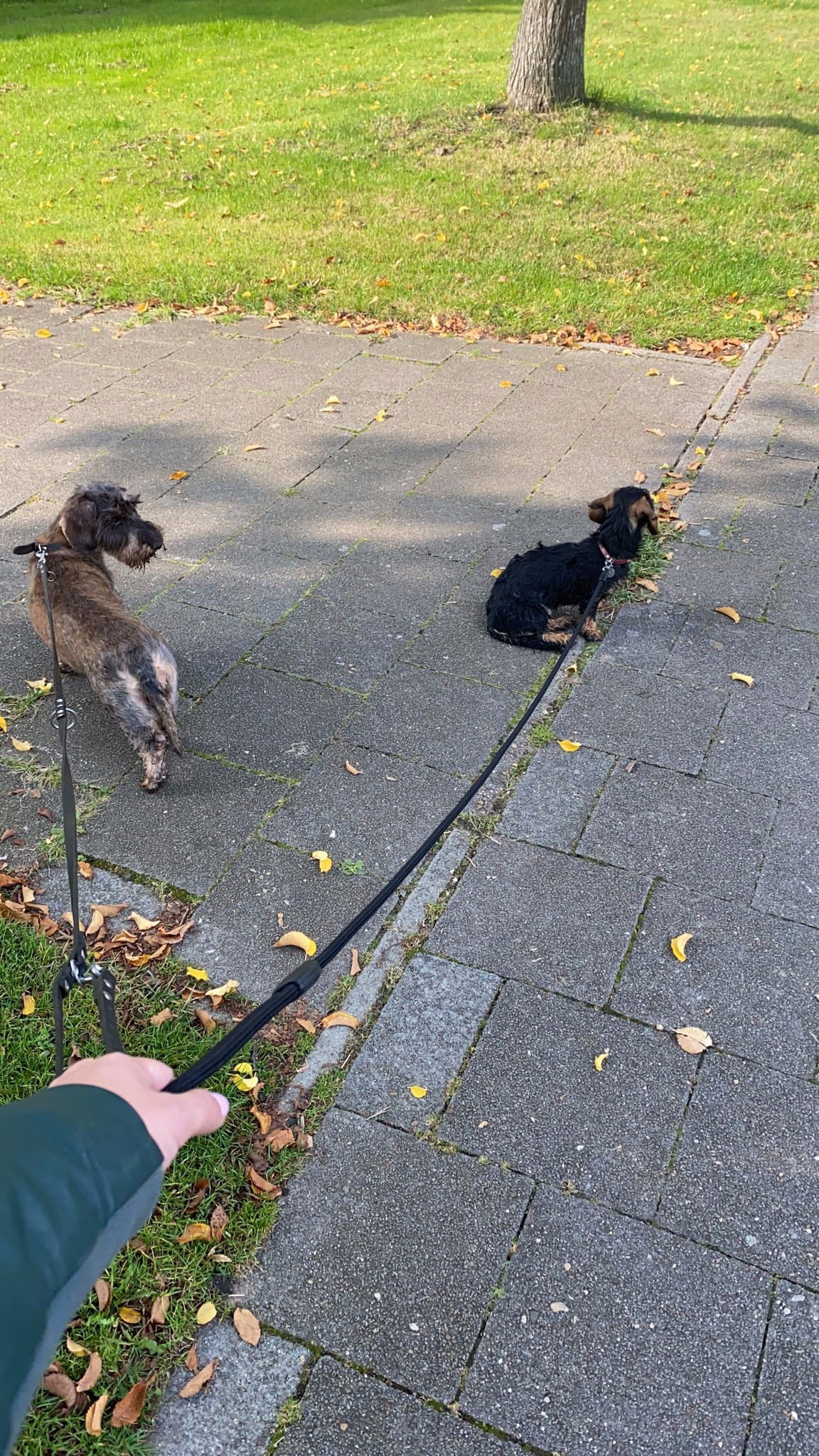 Eleanor, pet sitter in Utrecht, photo 3