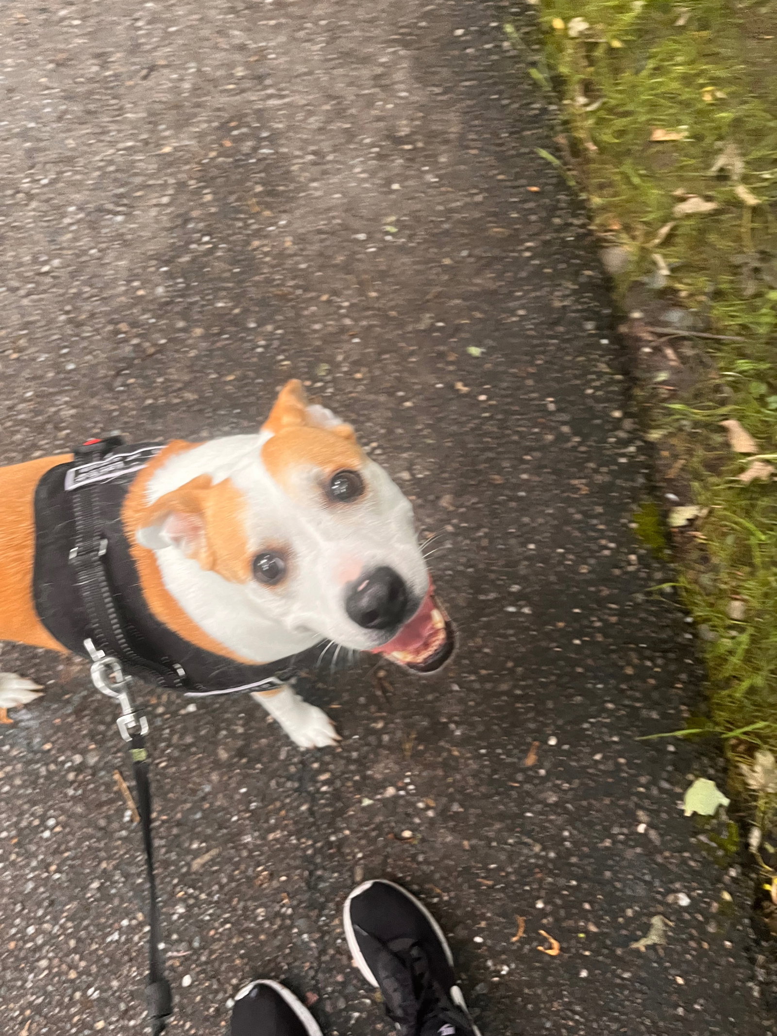 Emmy, pet sitter in Dronten, photo 5