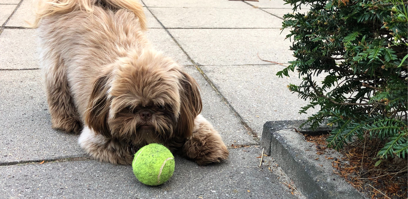 Lyda, pet sitter in Zoetermeer, photo 4