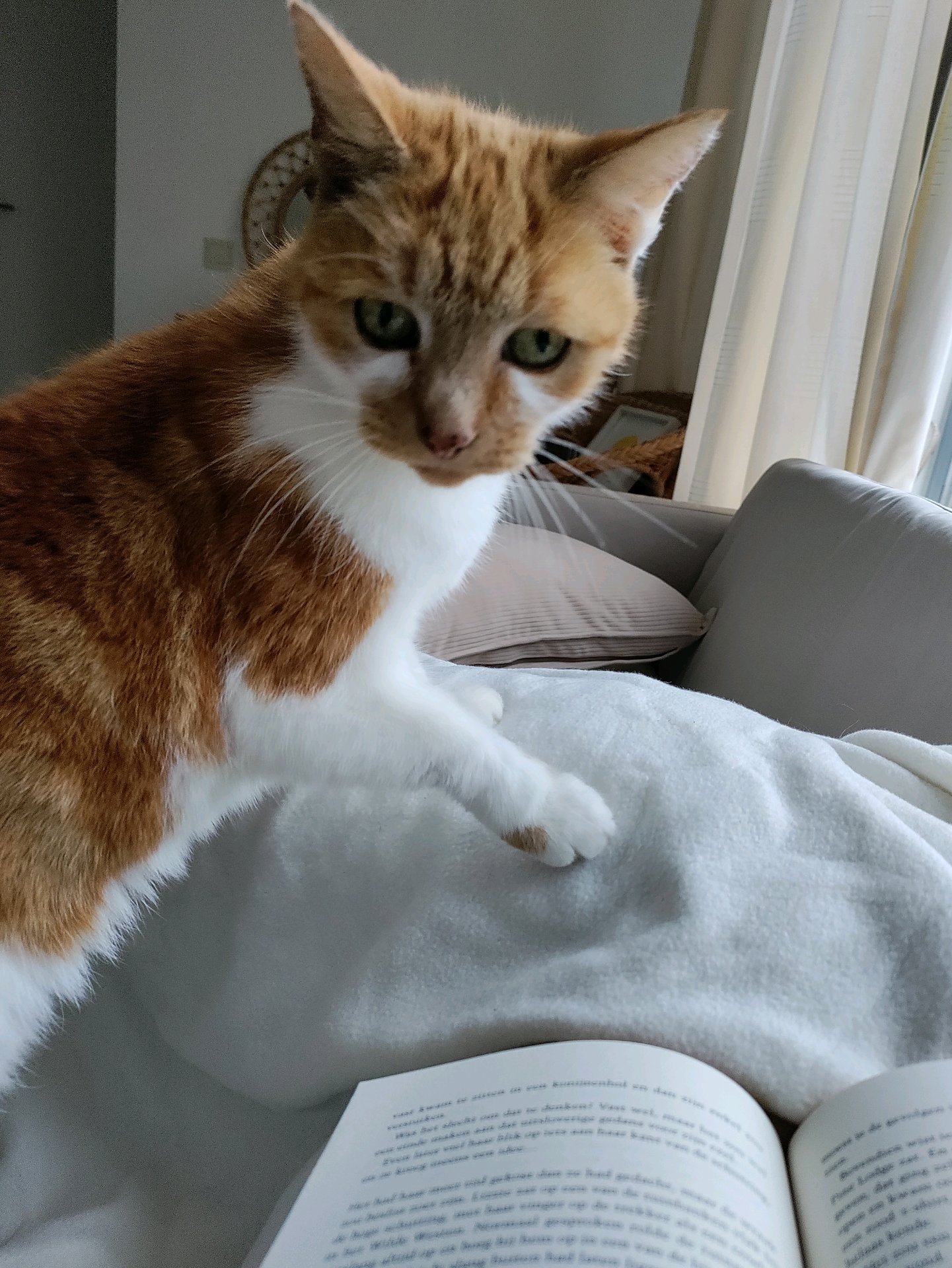 femke, pet sitter in Alphen aan den Rijn, photo 2