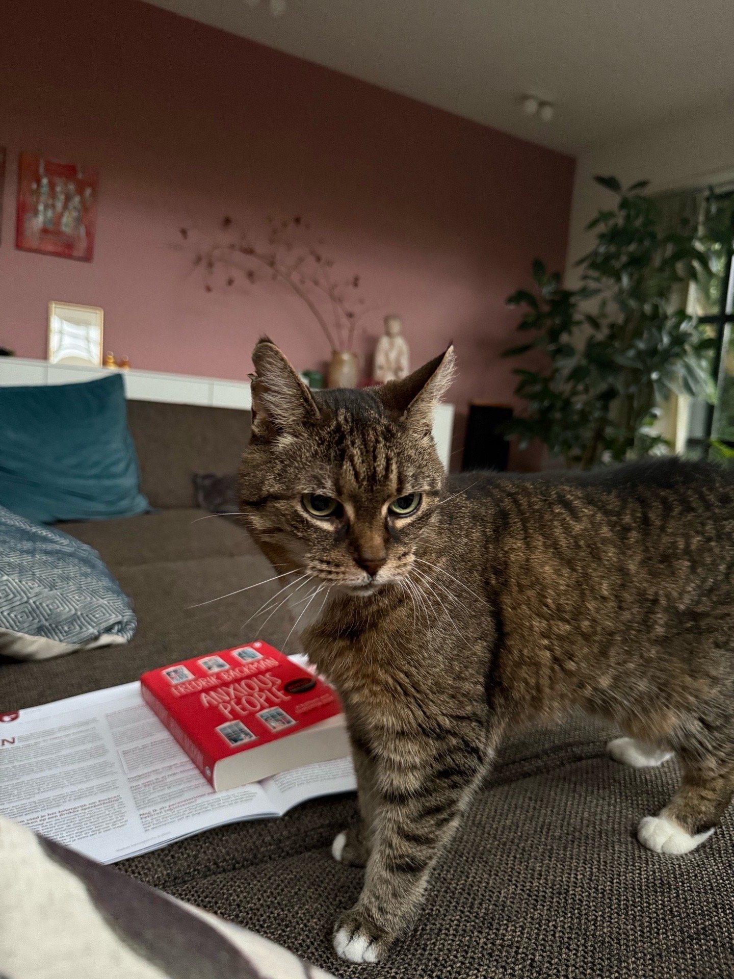 Nastya, pet sitter in Amsterdam, photo 2