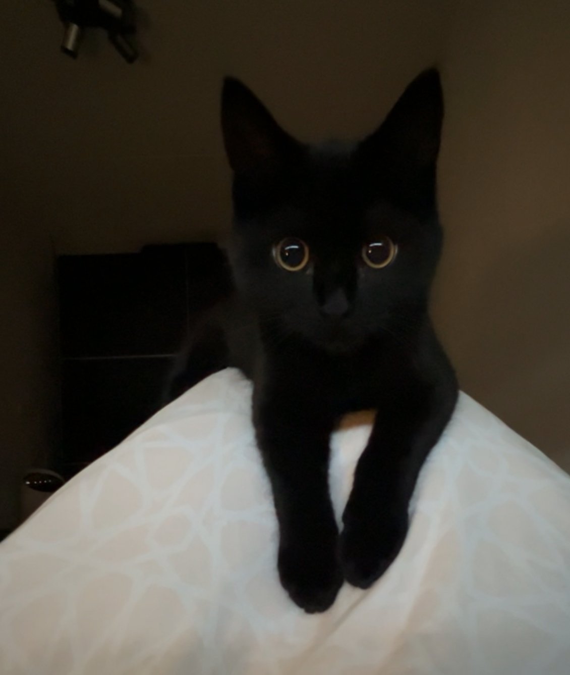 Rania, pet sitter in Almere, photo 3