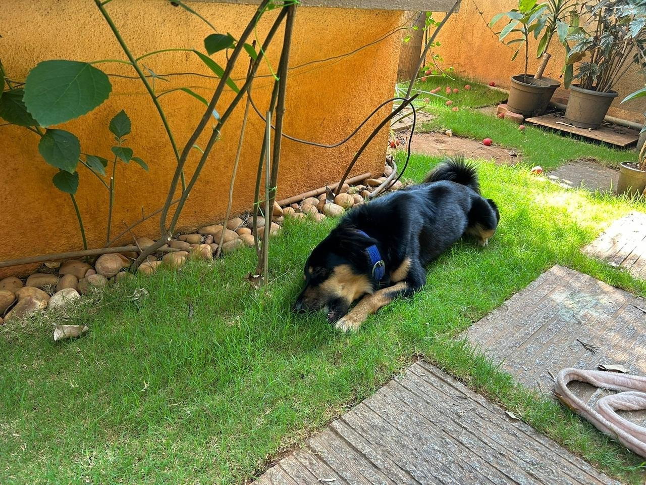 Venkatesh, pet sitter in Velp, photo 4
