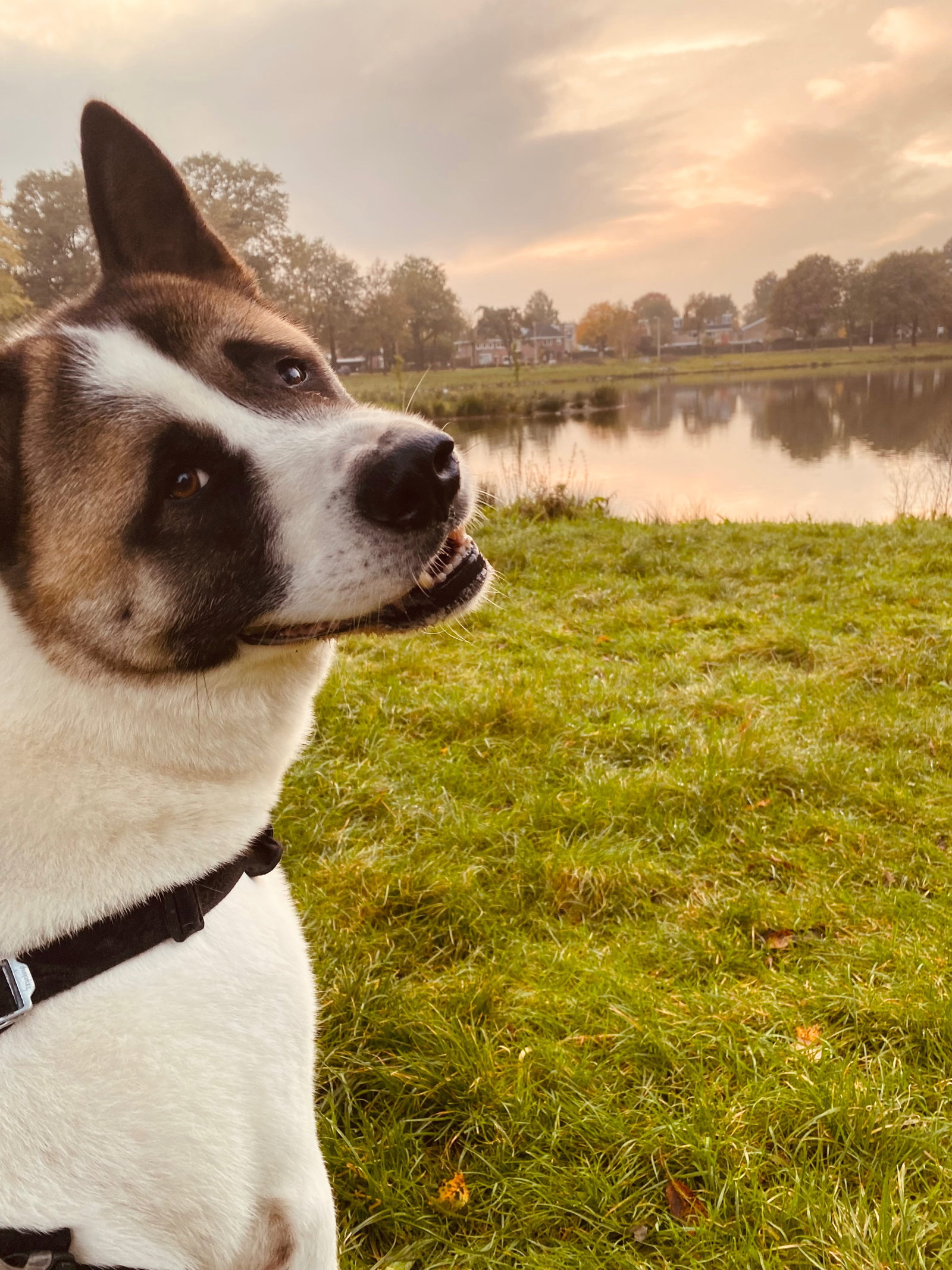 Demilya, pet sitter in Silvolde, photo 2