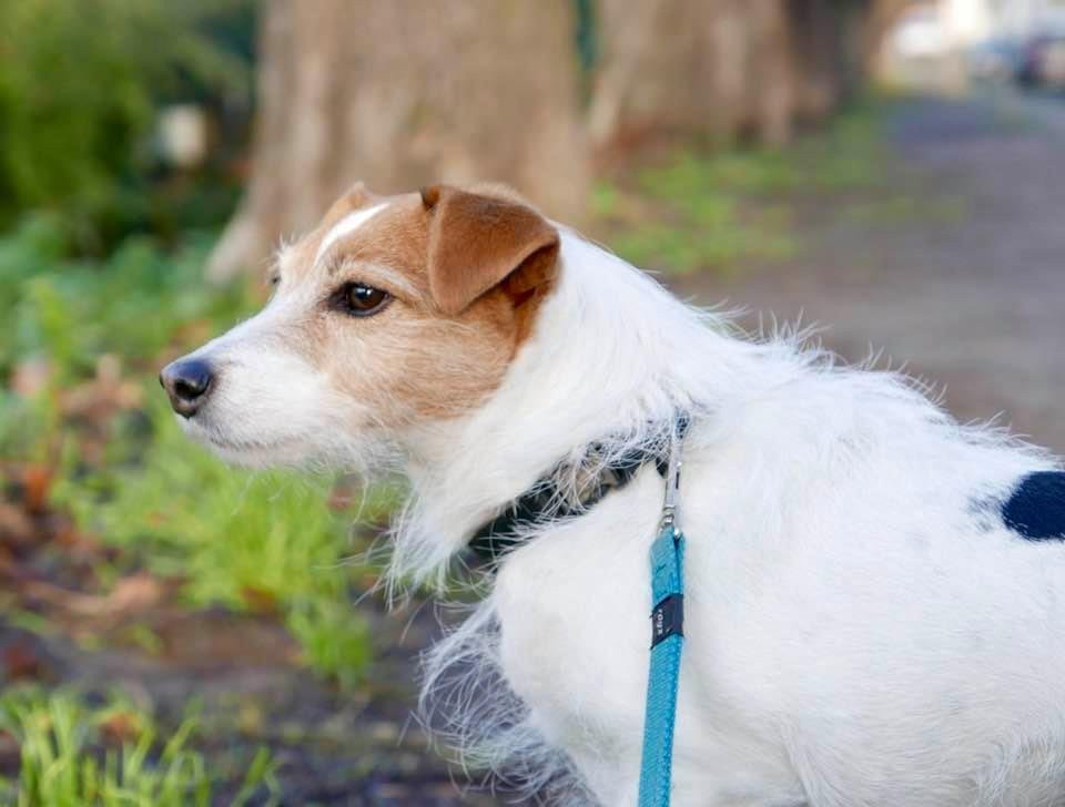 Zaki, pet sitter in 's-Gravenhage, photo 3