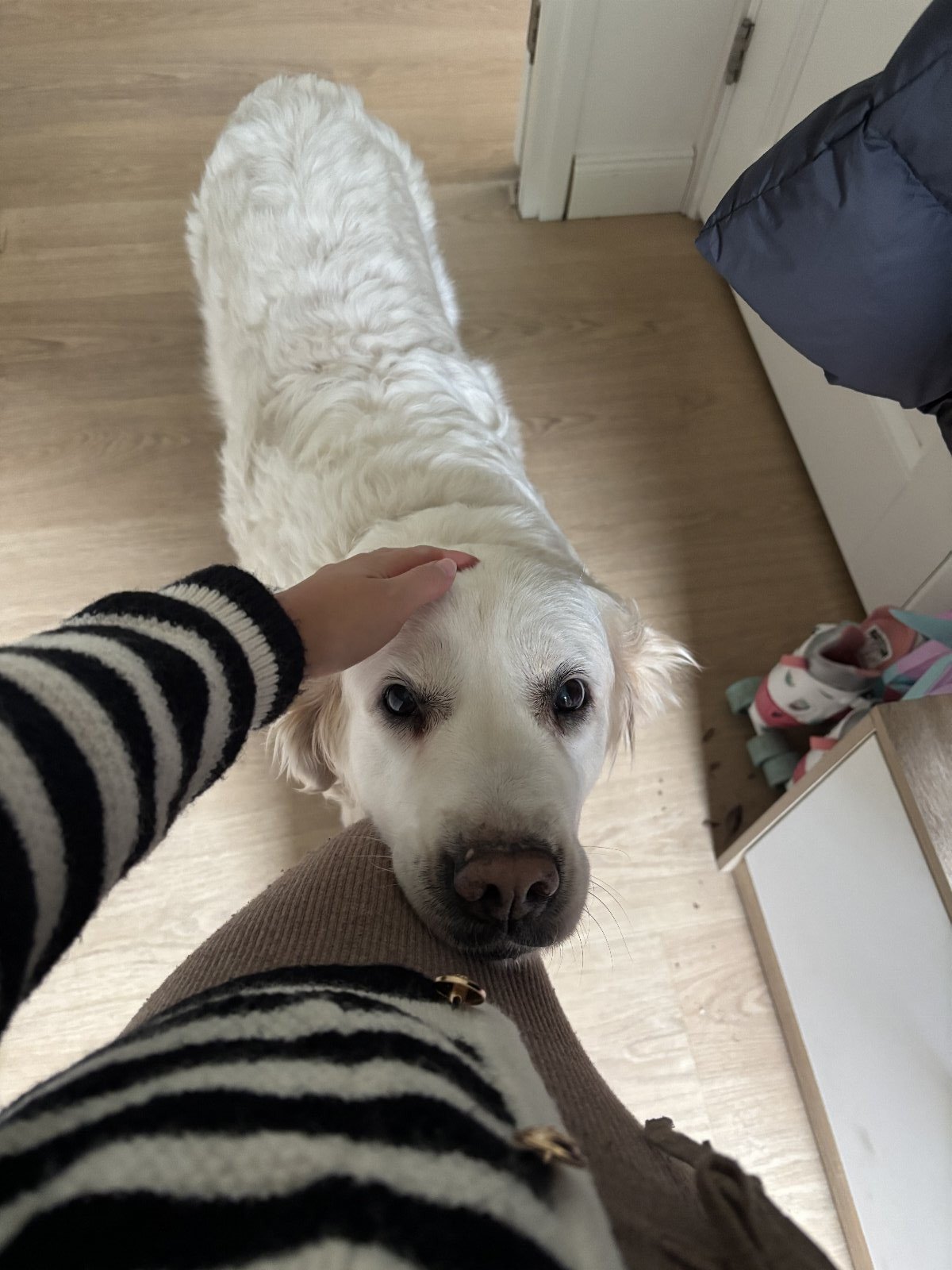 Hoa, pet sitter in Amsterdam, photo 1