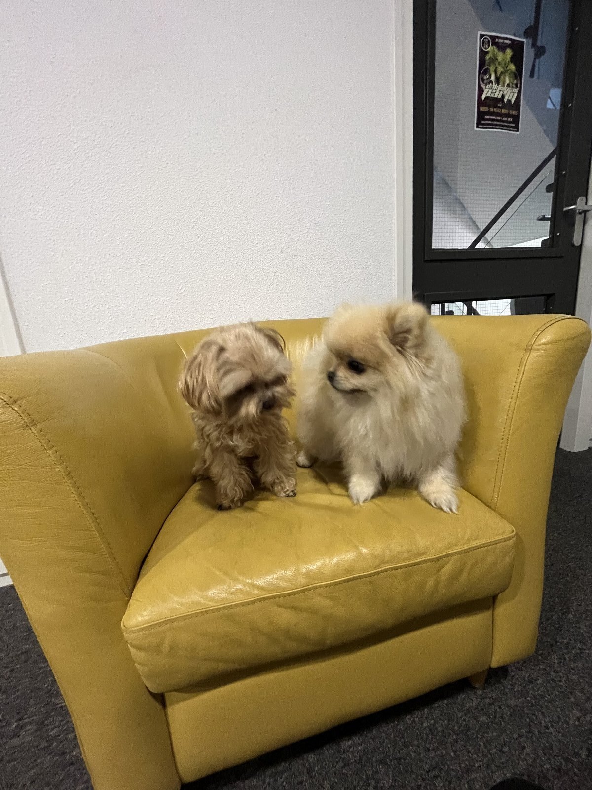 Azi, pet sitter in Arnhem, photo 4