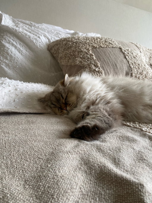 Nicole, pet sitter in Arnhem, photo 5