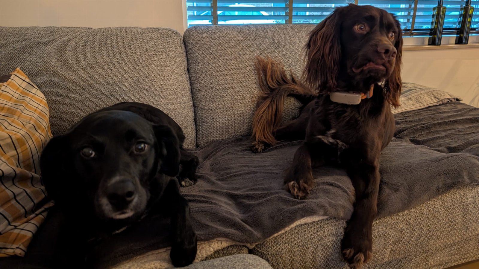 Jessica, pet sitter in Hoogerheide, photo 3