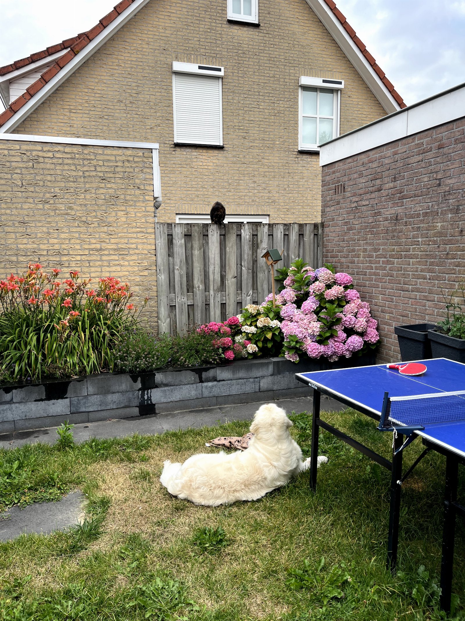 Willemijn, dierenoppas in Tiel, foto 2