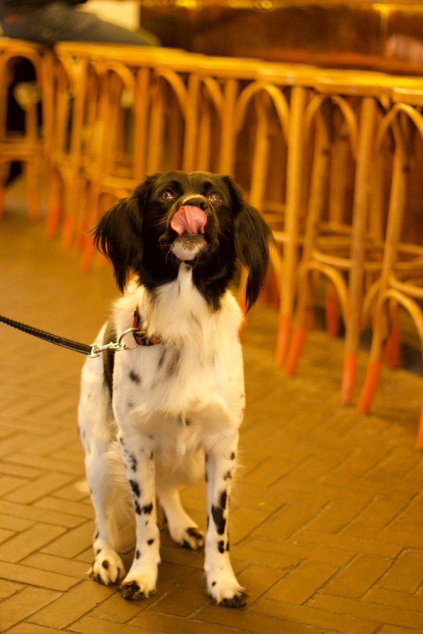 Derk, pet sitter in Middelburg, photo 3
