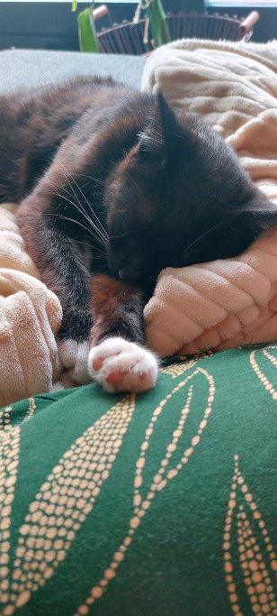 Merel, pet sitter in Scharendijke, photo 2