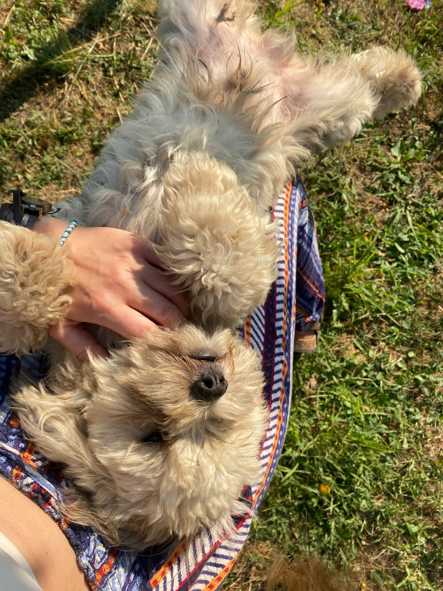 Mirela, pet sitter in Amsterdam, photo 4