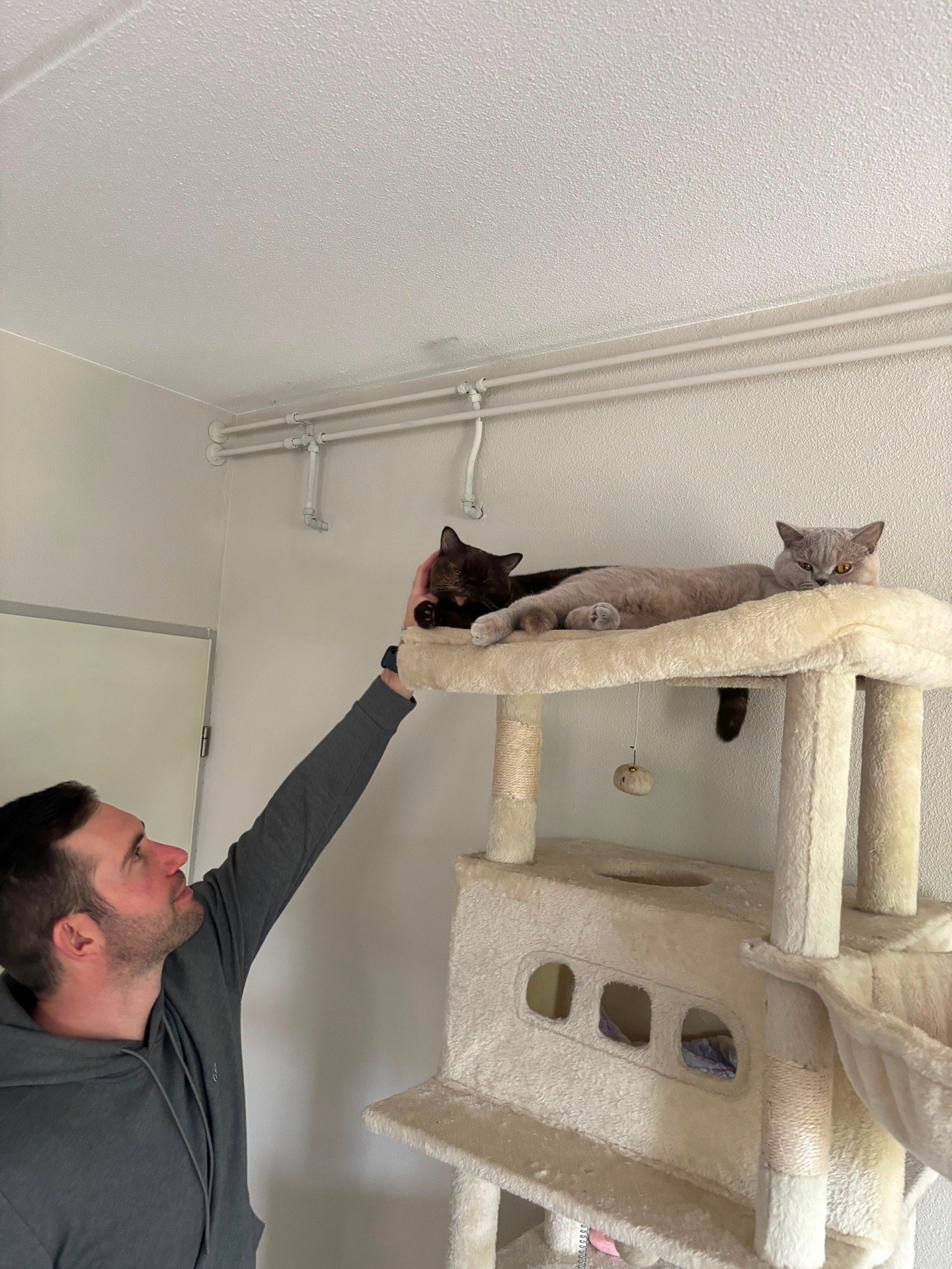Daniel, pet sitter in Amsterdam, photo 2