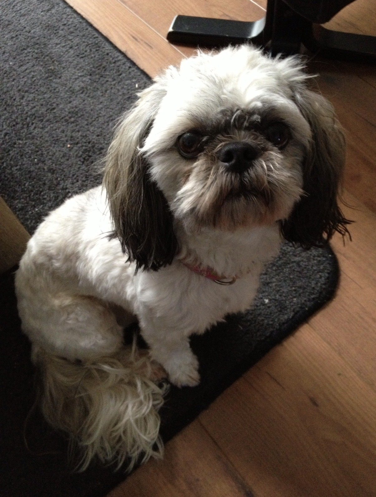 Anouk, pet sitter in Aalsmeer, photo 2
