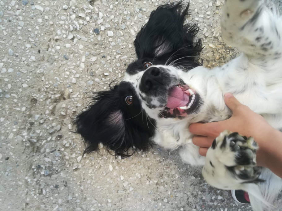 Sara, pet sitter in Amsterdam, photo 1