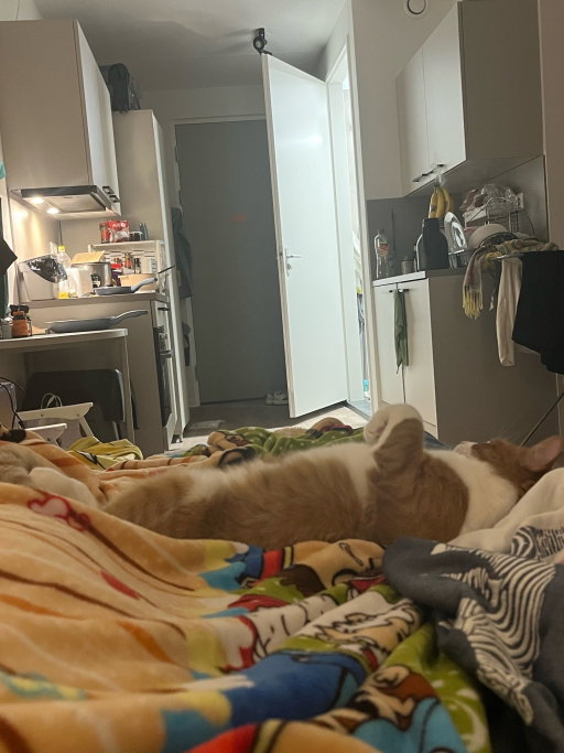 Shengnan(Victoria), pet sitter in Leiden, photo 3