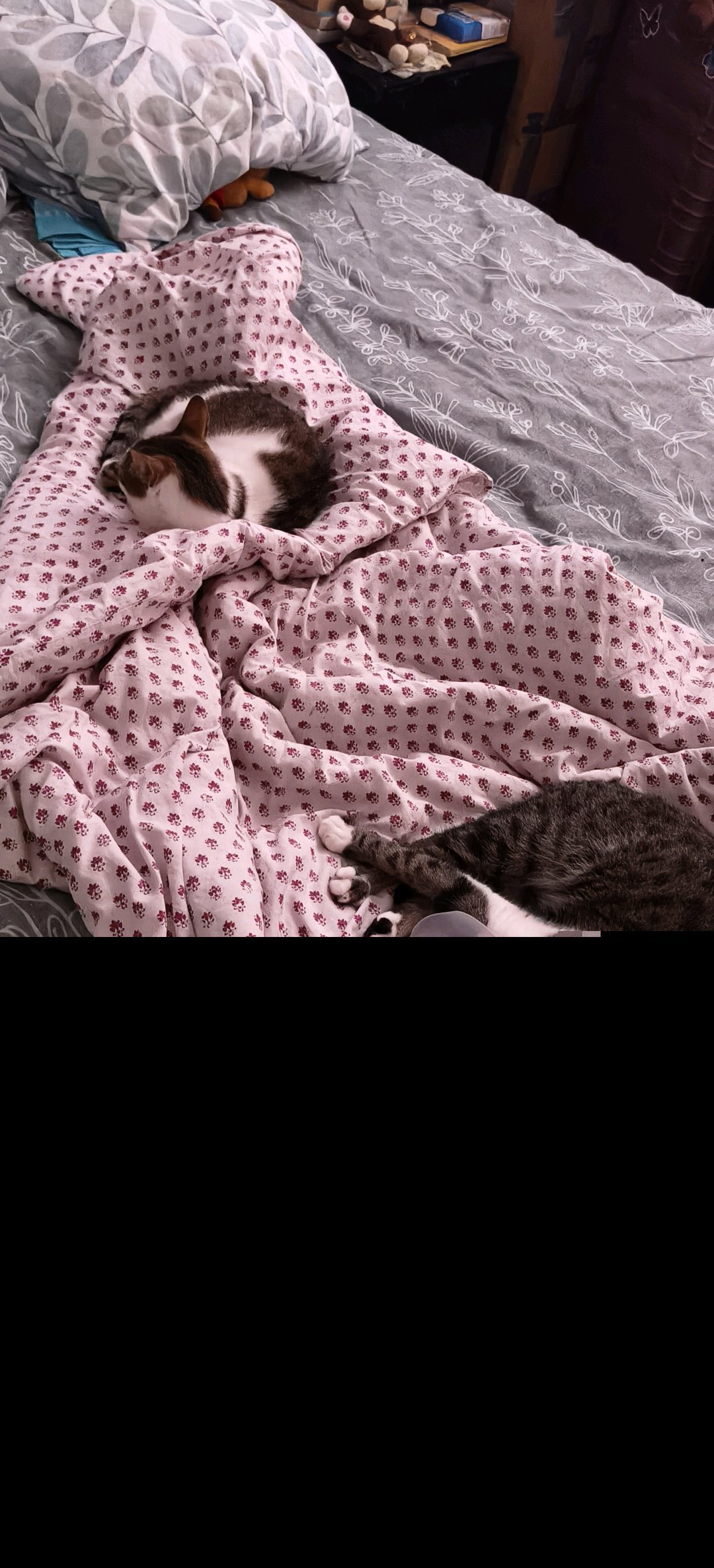 Sandra, pet sitter in Amsterdam, photo 2
