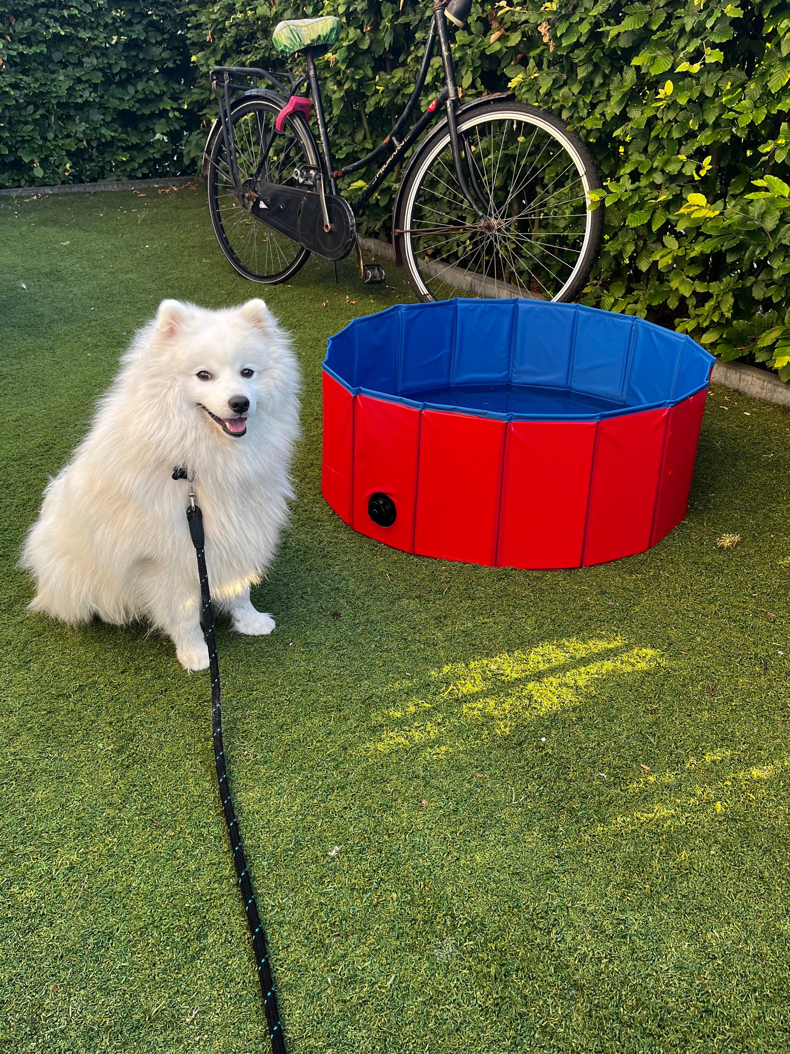 Regina, pet sitter in Nieuwegein, photo 1