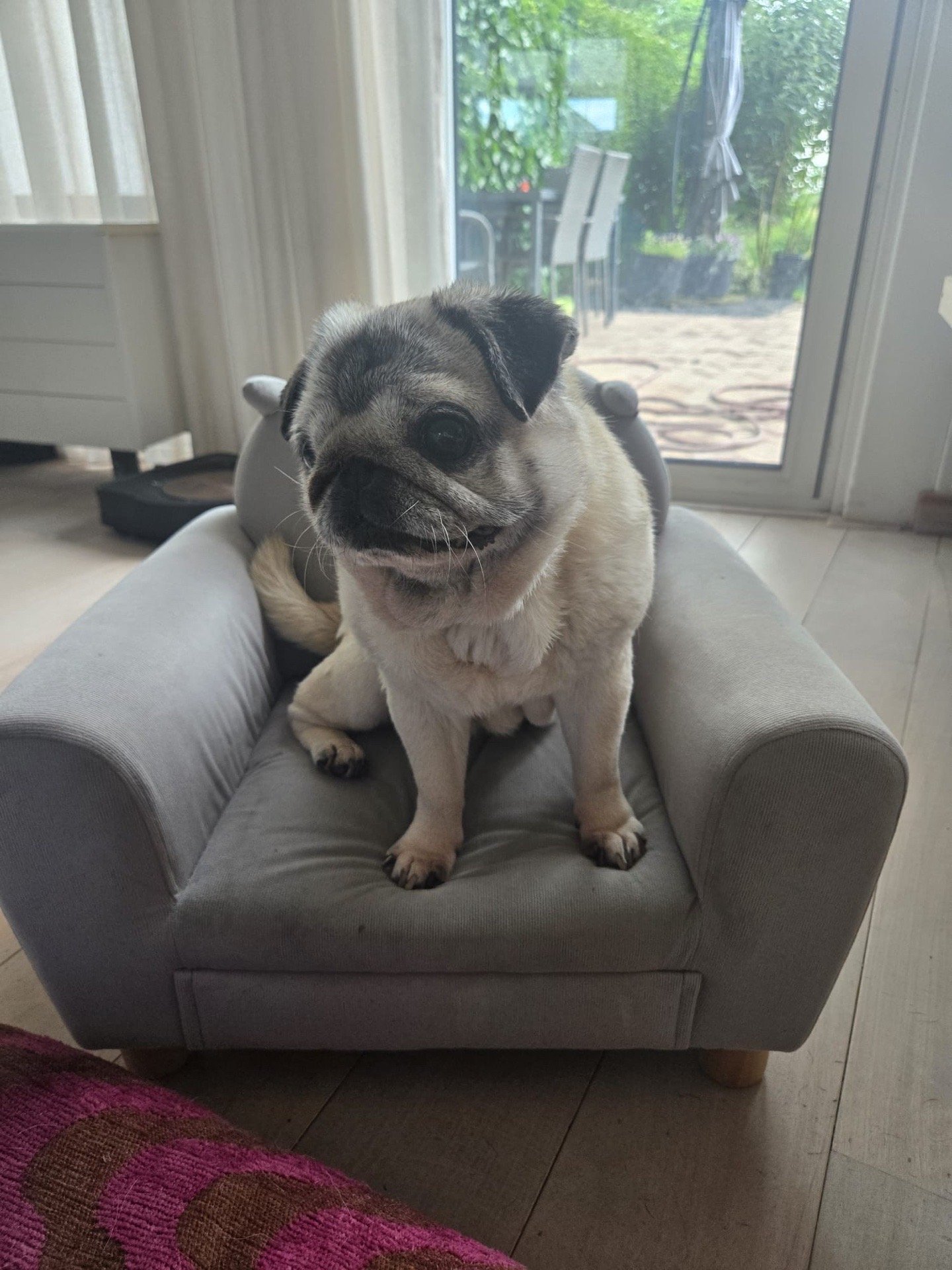 Noah, pet sitter in Drunen, photo 3