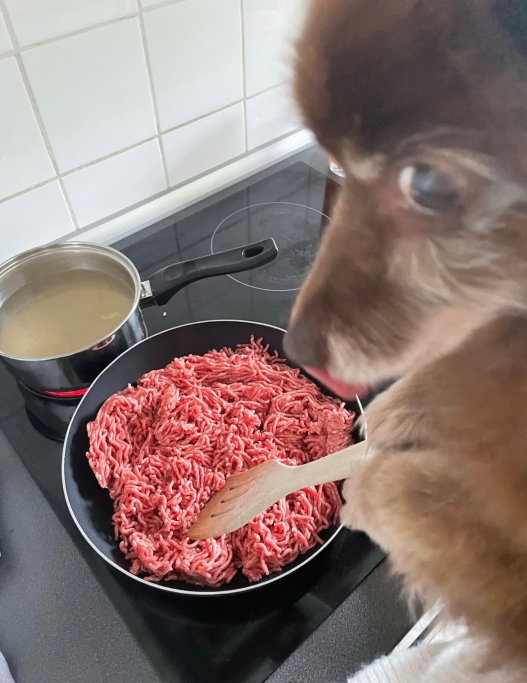 Emily, pet sitter in München, photo 5
