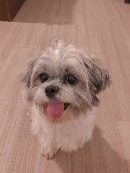 Nikita, pet sitter in München, photo 2