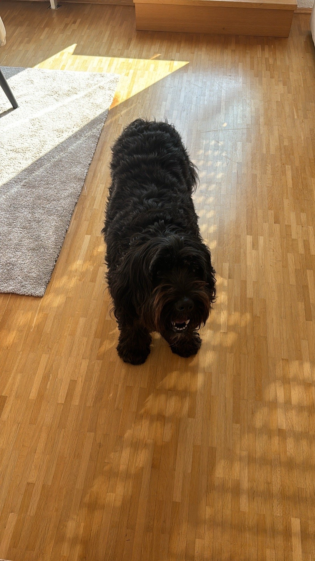 Sofia, pet sitter in Duisburg, photo 3