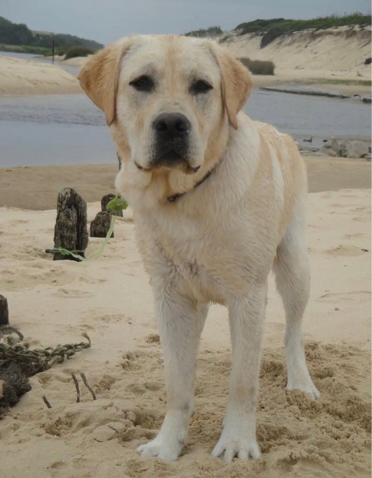 Noud, pet sitter in Leidschendam, photo 1