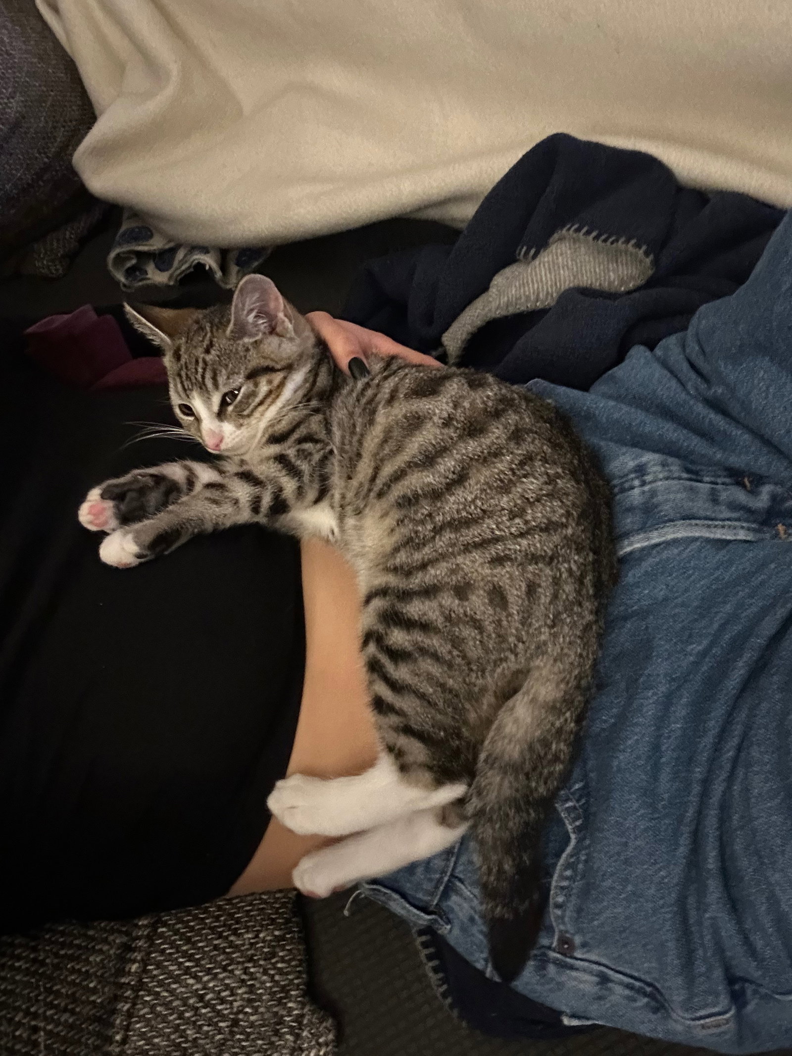 Katja, pet sitter in Hannover, photo 1