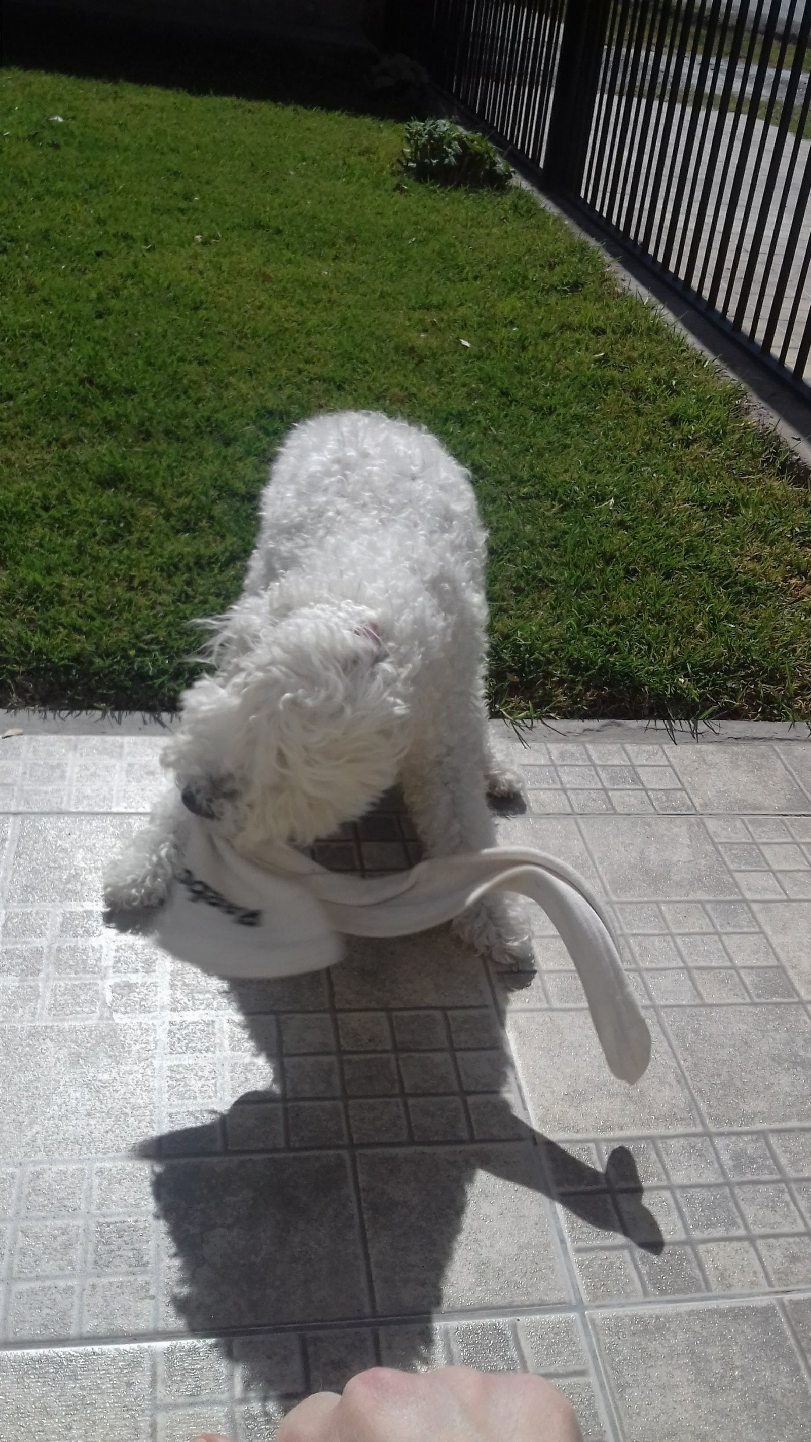 Aldana, pet sitter in Amsterdam, photo 2