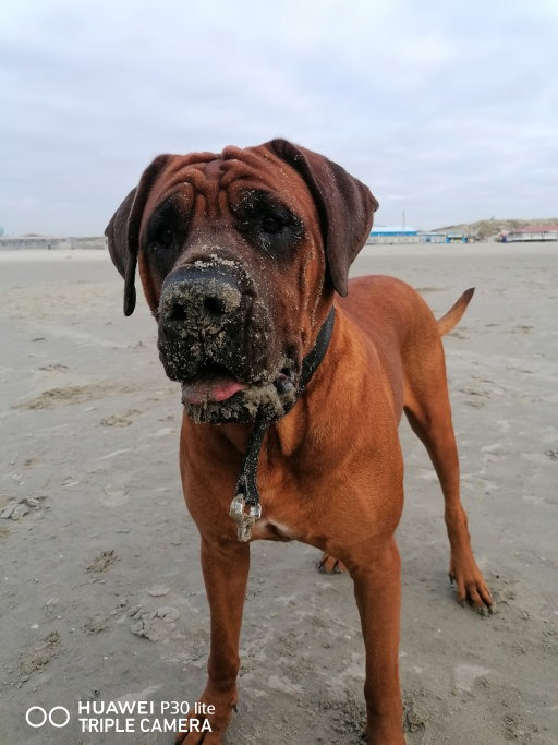 Dominic, dierenoppas in IJmuiden, foto 4